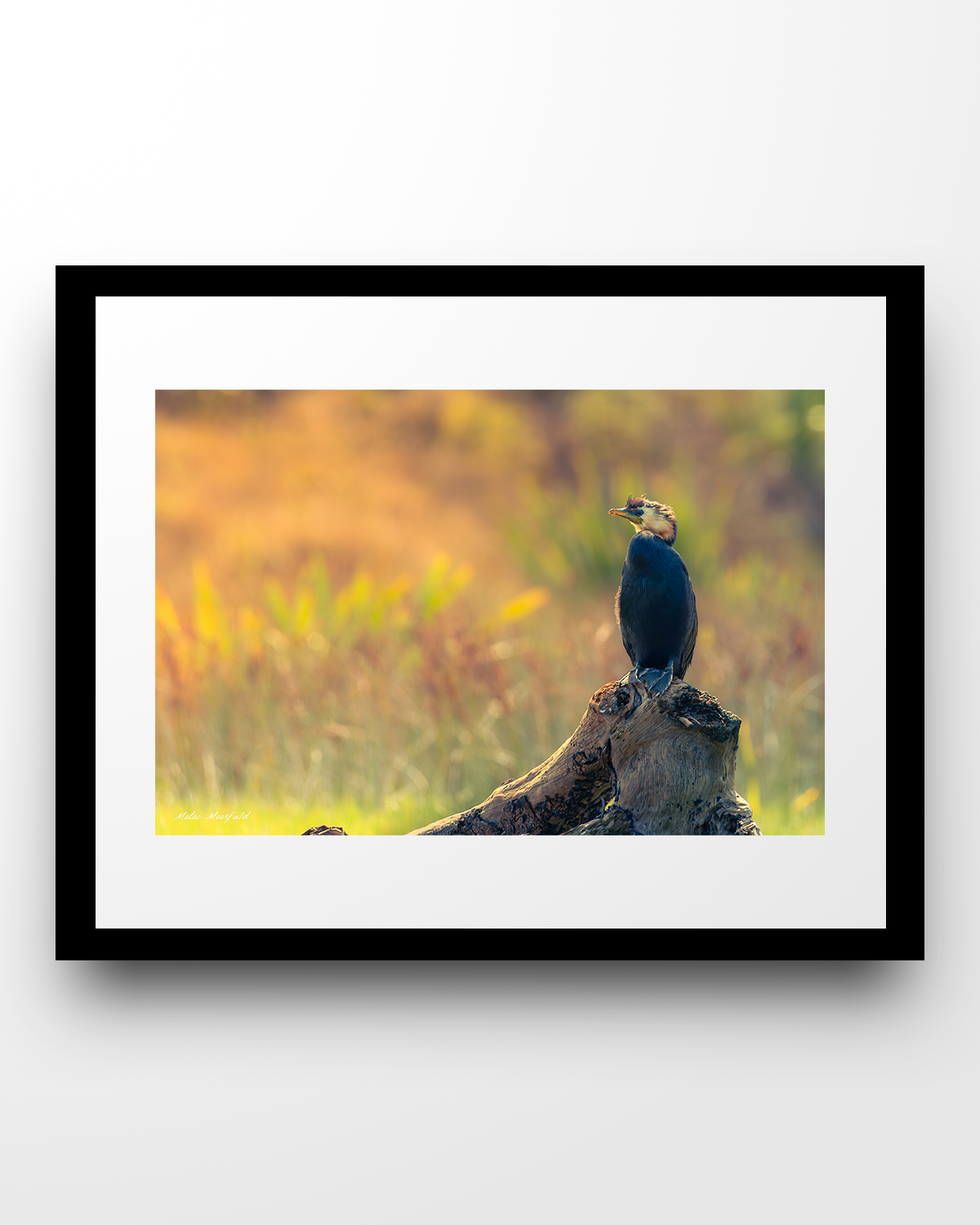Little Pied Shag Wildlife Print - New Zealand Bird Photography